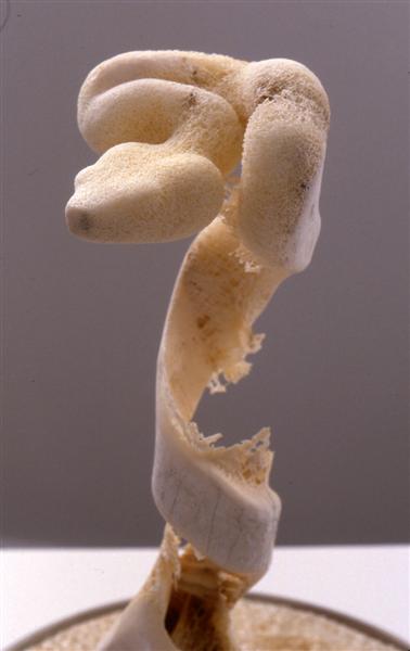 <span>Inherent (detail)</span><br />1999 - 13&quot x 9&quot x 9&quot - bone, snakeskin, bell jar